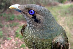 bowerbird