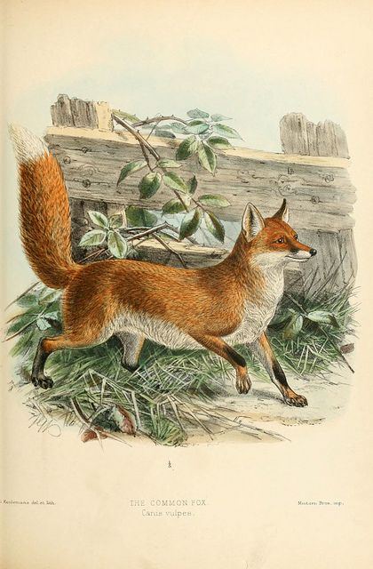 fox 4