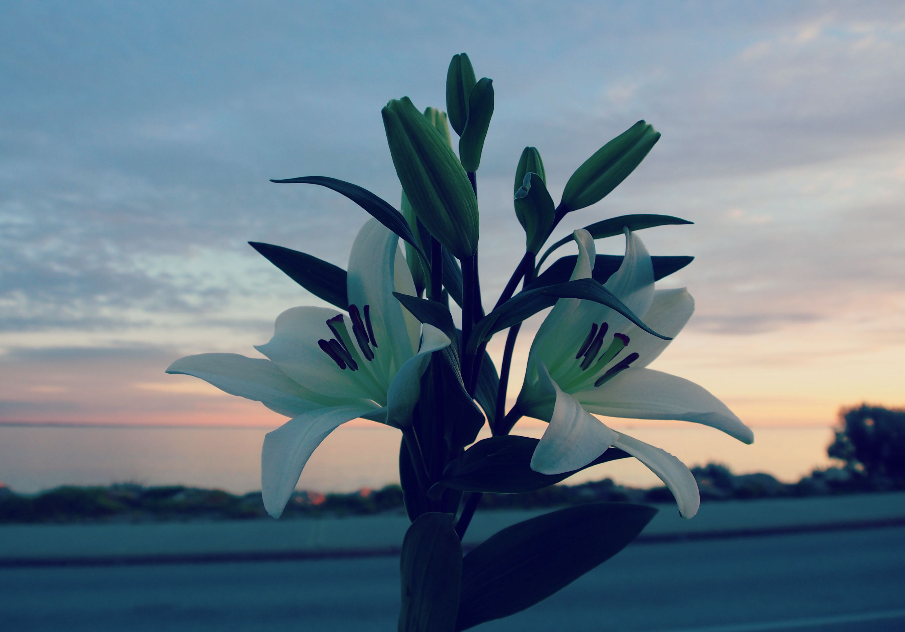 Flowers, beach, inspiration